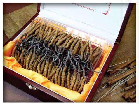 德保冬虫夏草回收